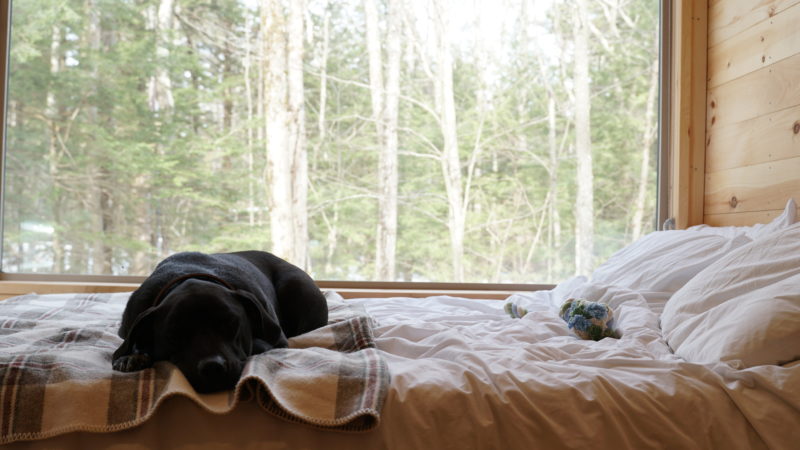 Dog in Cabin