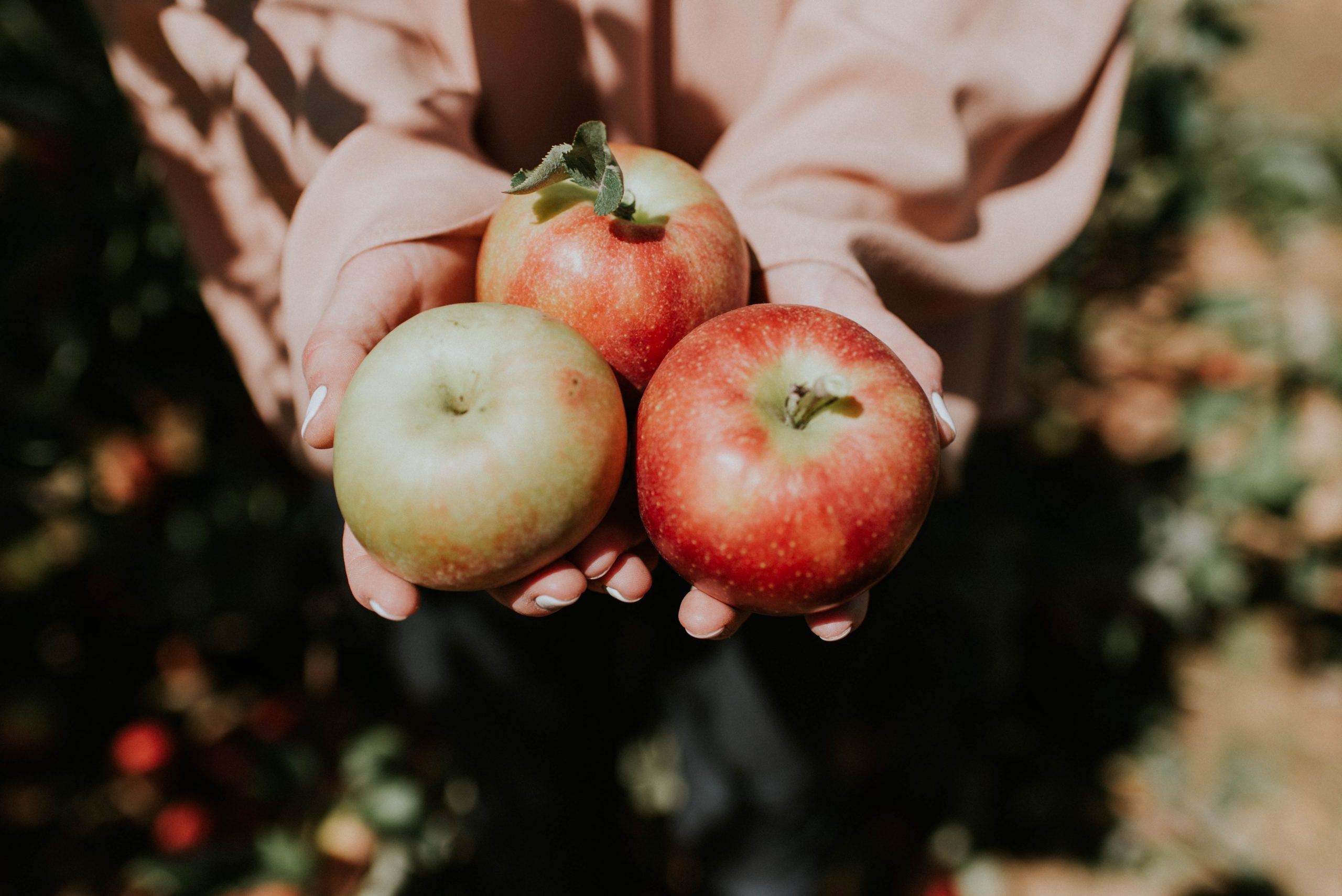 apple picking