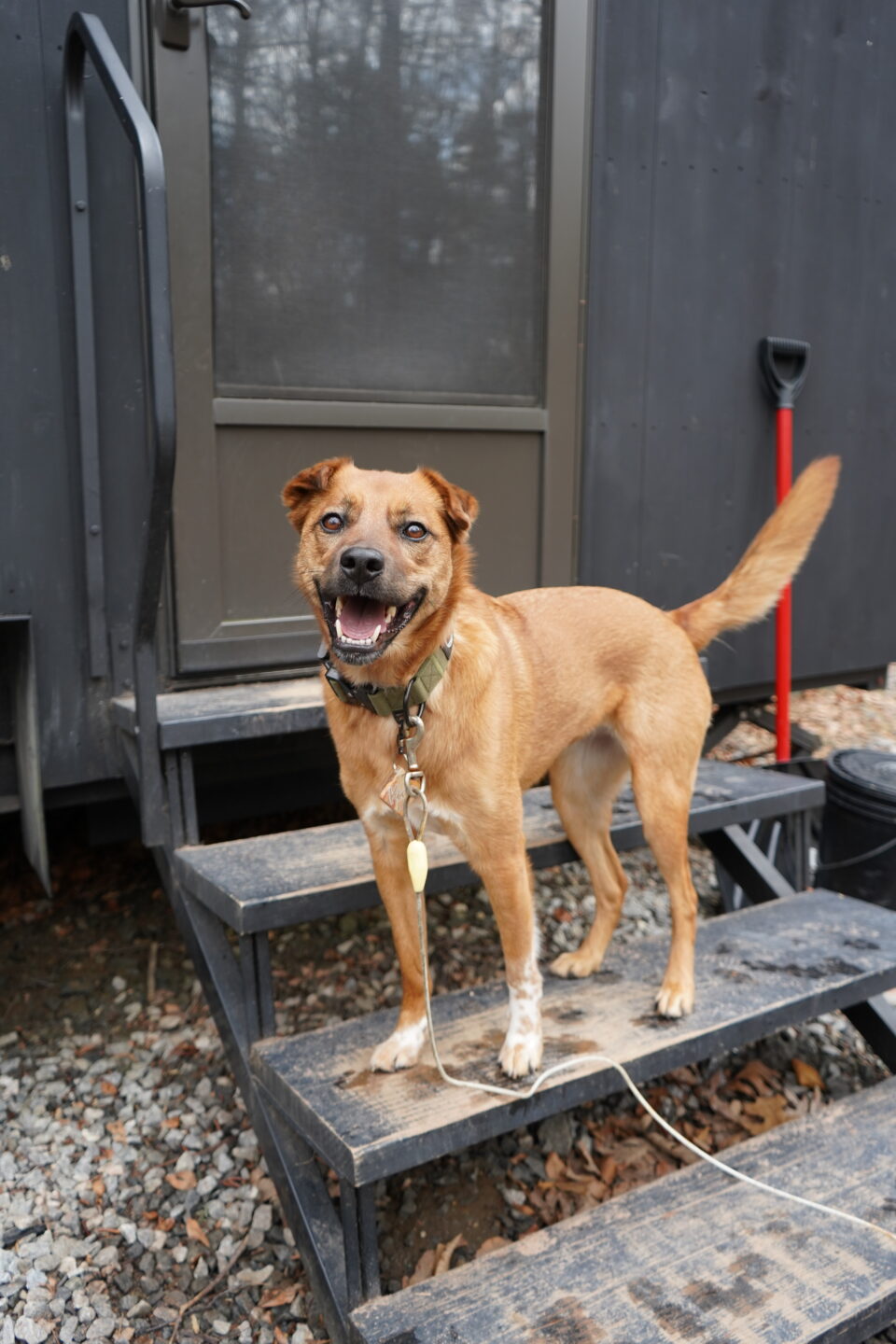 dog-friendly cabin getaway in Connecticut
