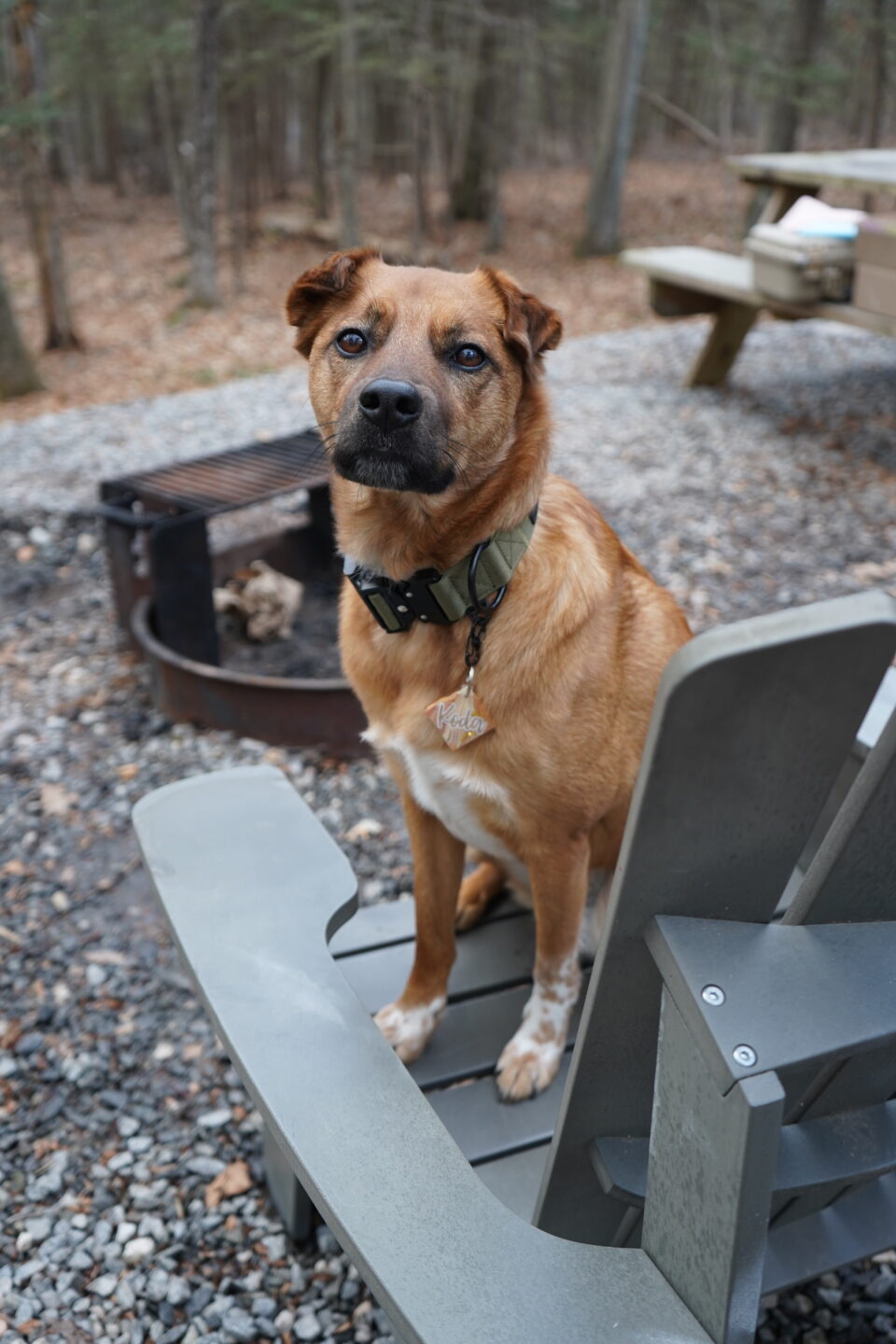 dog-friendly cabin getaway on the east coast