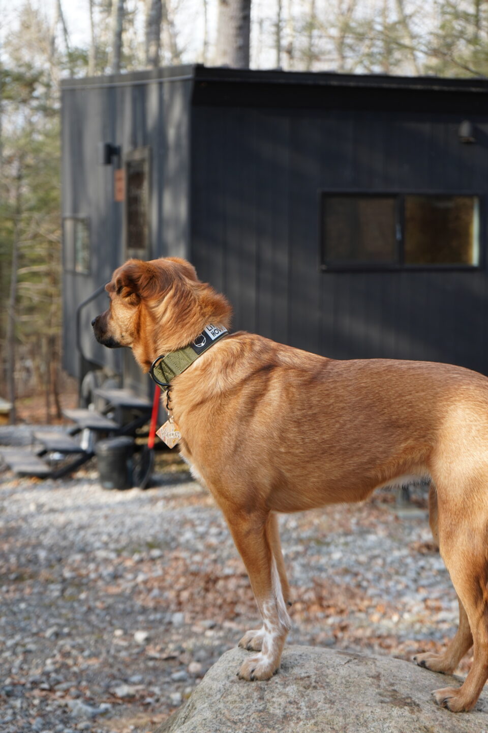 dog-friendly cabin getaway in Connecticut