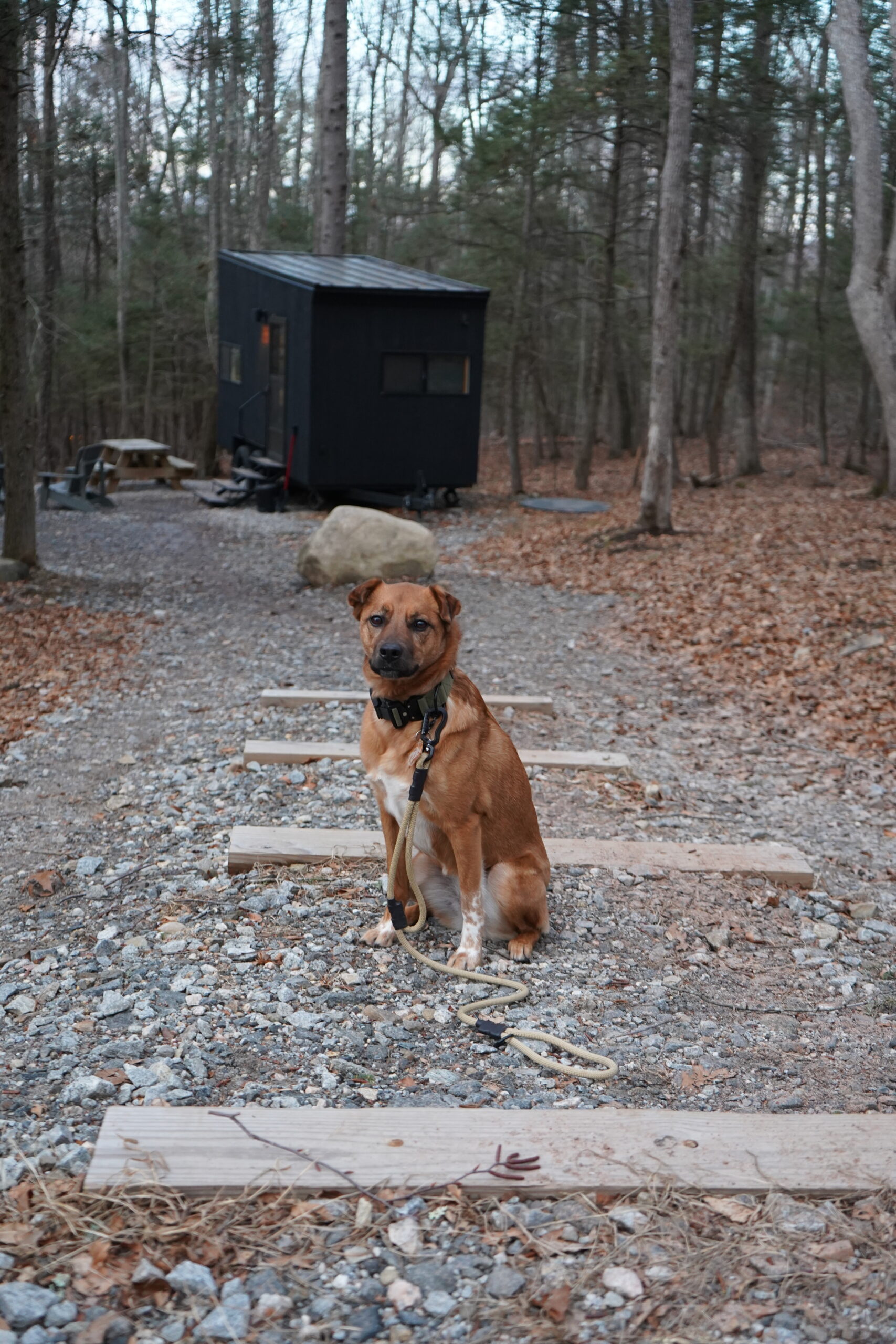 A Dog-Friendly Cabin Getaway with Our East Coast Tails