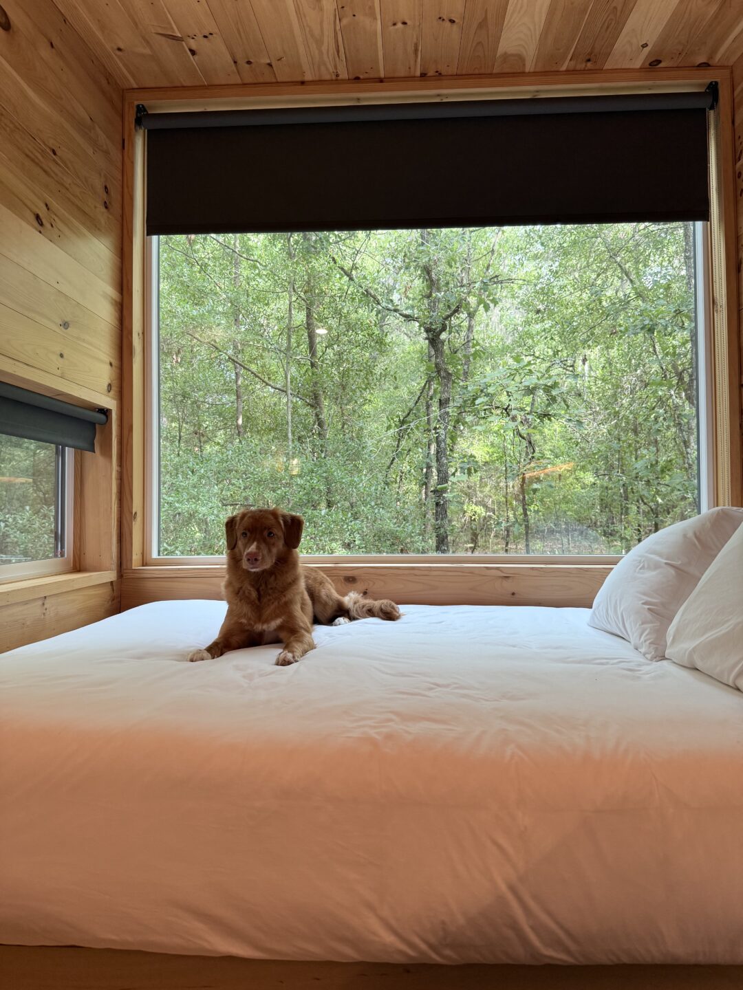 dog-friendly cabin stay in Florida