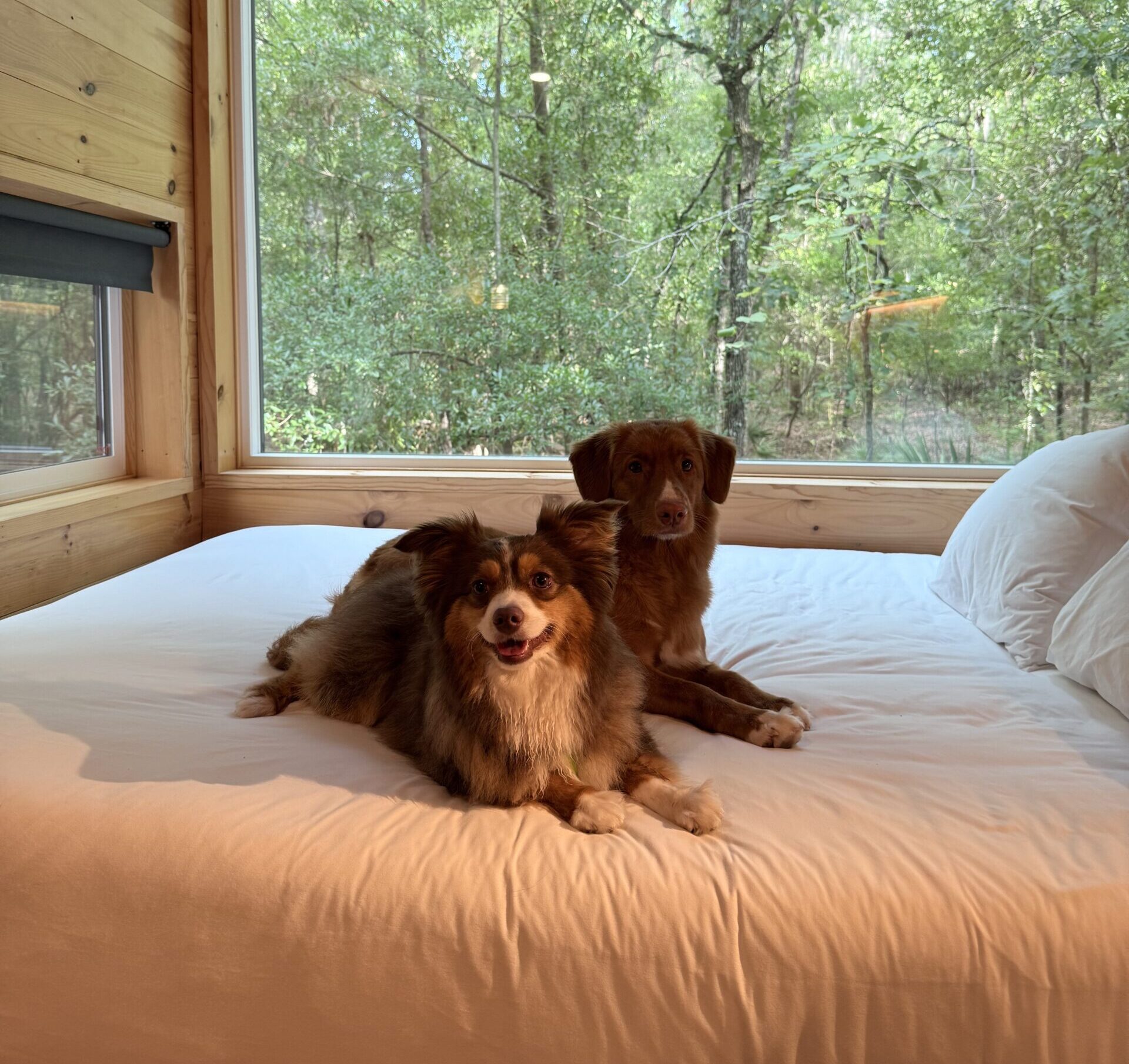 Dog-Friendly Cabin Getaway in Florida: Mochi’s Family Adventure