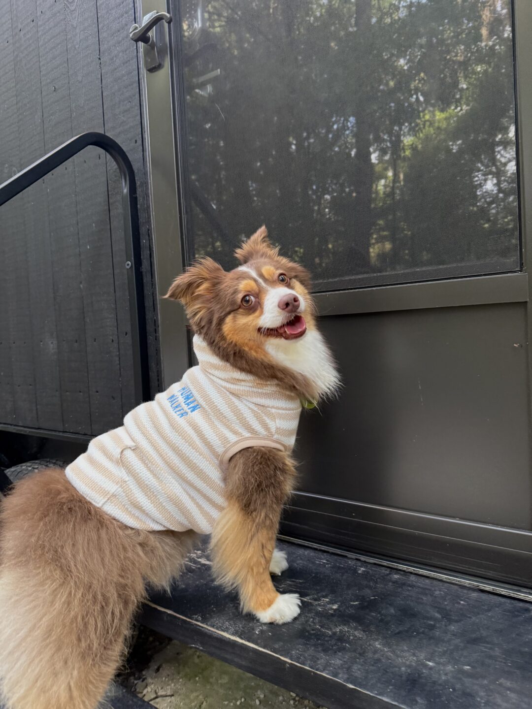 dog-friendly cabin stay in Florida