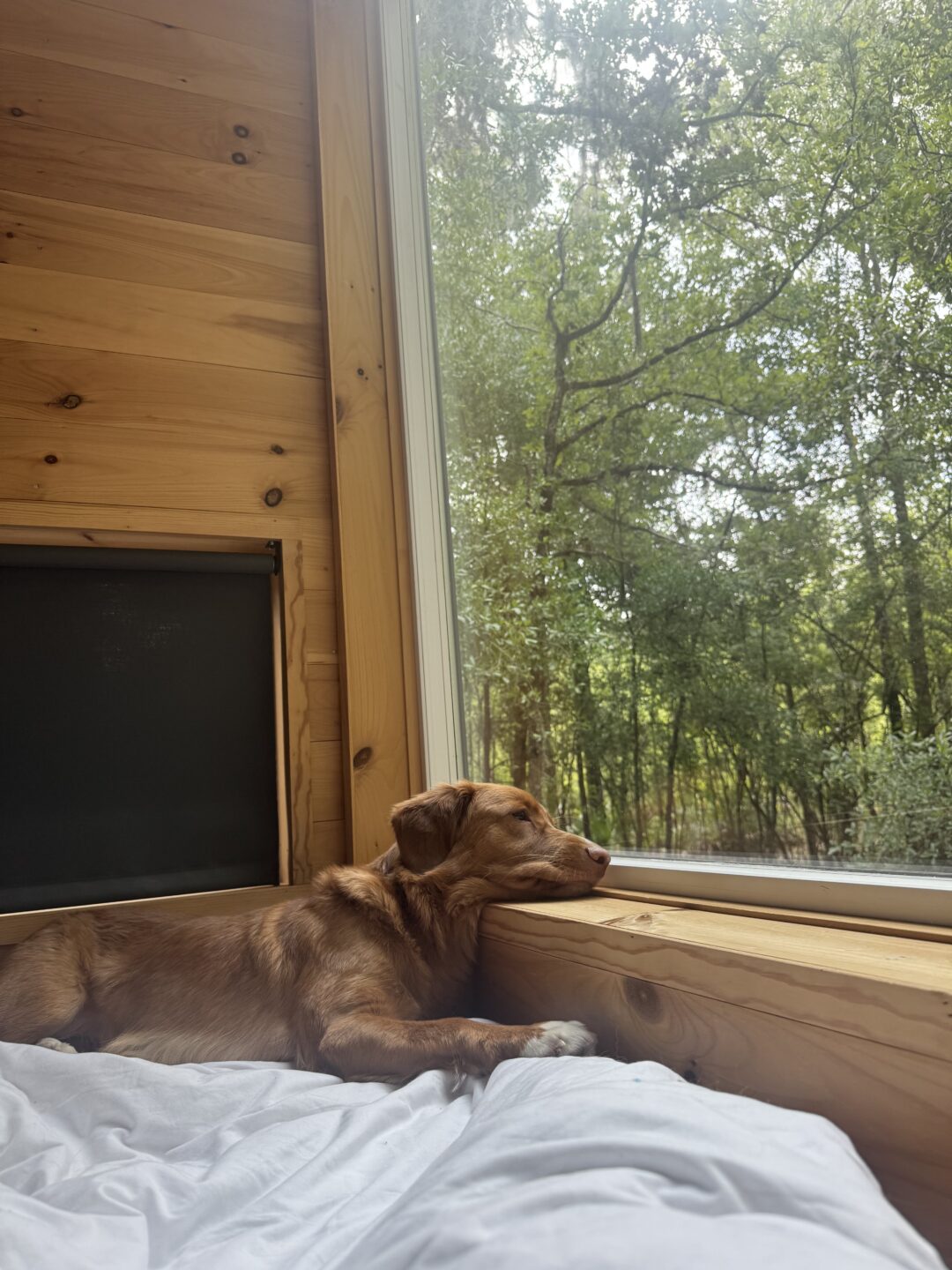 dog-friendly cabin stay in Florida
